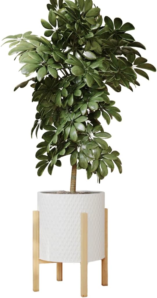 EverNest Claire Minimalist White Plant Pot with Kinsley Wood Stand, Indoor Mid-Century Planter, SelectBase, Modern Plant Holder, Boho Style Home Décor Pots (Large, 3 Gallon)