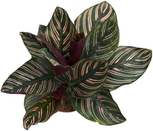 Calathea Ornata Live Plant in 2" Pot - Live Plants Pet Safe Air Purifying Indoor Houseplants Flowers for Home Office Wedding Decor & Birthday Gift (Heat Pack Included)