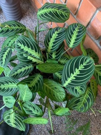 Live Plant, Lemon Lime Maranta Prayer Plant, Pet Friendly, Air Purifying Plant, Easy Care, Easy to Grow Live Indoor Plant, Houseplant, Rare Indoor Plant, Home Décor 4 inch Pot by Hopewind Plants Shop