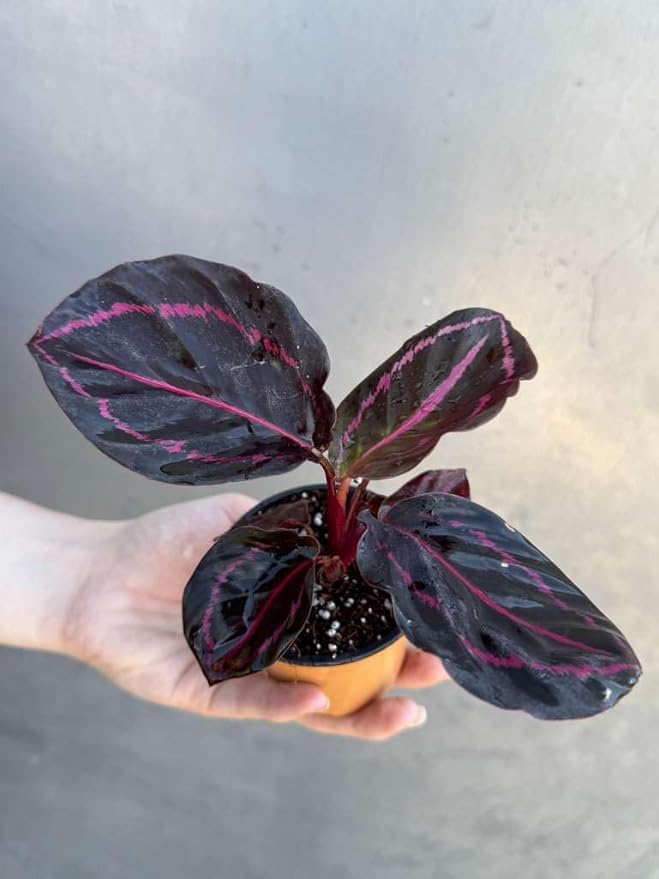 PLANTVERS Live Calathea Plant in 2" Grow Pot – Easy Care & Low Maintenance Tropical Houseplant – Air Purifying Indoor Plant for Low Light & Home Décor (Calathea Roseopicta ‘Dottie’)