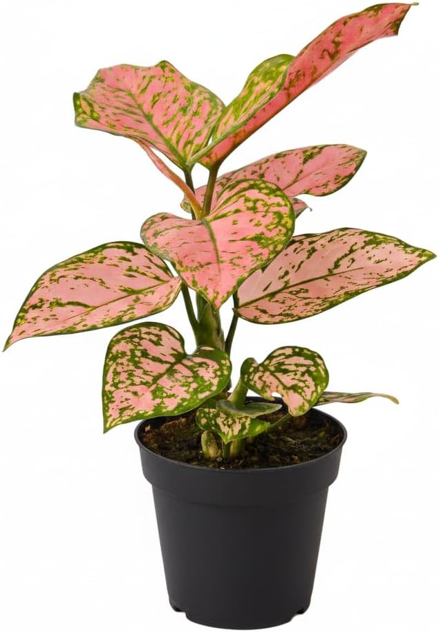 Chinese Evergreen 'Lady Valentine' (4 inch) - Air-Purifying Houseplants - 4/6 inch Unique Live Decorative Houseplants - Low-Maintenance Indoor Plants, House Warming Gift, Natural Air Purifier