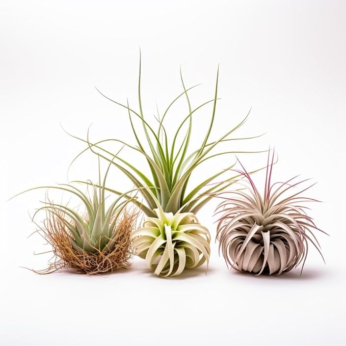 Air Plants Live Variety Pack - Pack of 3 Live Air Plants - Tillandsia Live Plants Assorted - Air Purifying Plant - California Seller