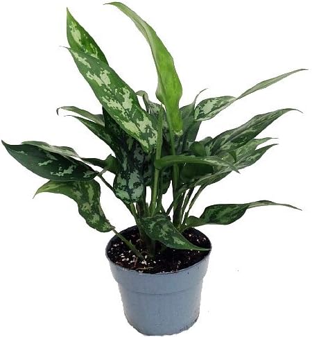 Maria Chinese Evergreen Plant - Aglaonema - Low Light - 6" Pot