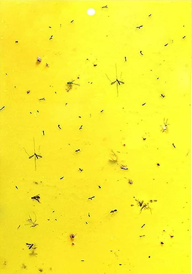 HGSLWFT 5 Count Sticky White Fly Trap (Pack of 5)
