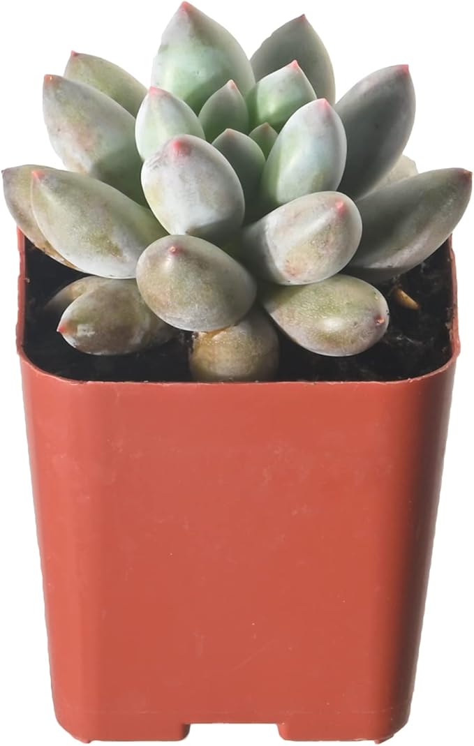 Sprout N Green xPachyveria 'Angel's Finger' in 2 inch Starter Pot, Rare Live Succulent Plant Fully Rooted in Planter, Home Office Indoor Outdoor Wedding Decoration DIY Projects Party Favor
