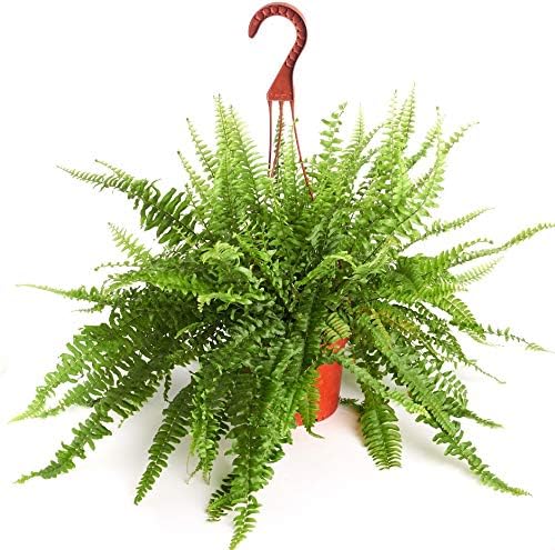 Shop Succulents | Uncurling Collection | Boston Fern Hand Selected for Health Size and Readiness, Air Purifying Live Indoor/Outdoor House Plant in 6" Grow Pot, Single,