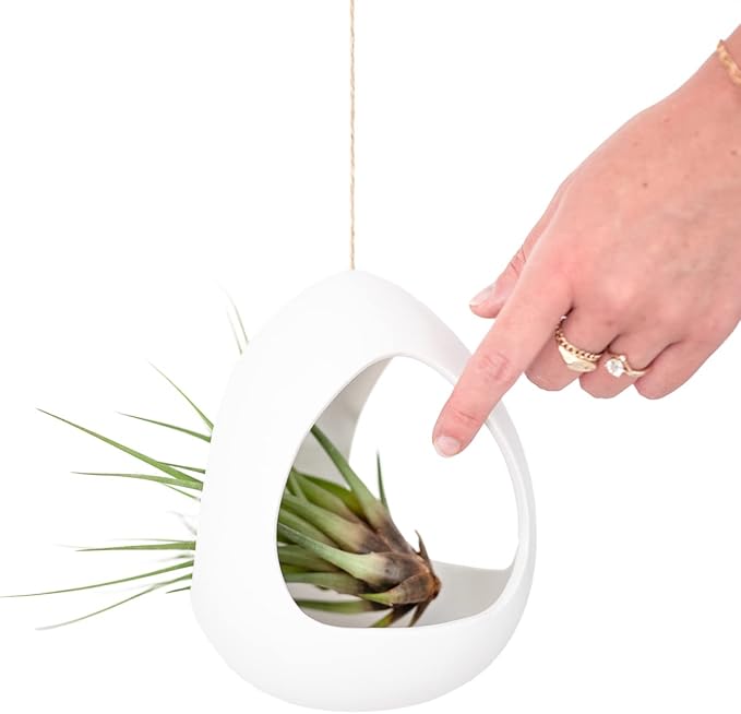 Large White Ceramic Hanging Pod with Xerographica Air Plant - Live Tillandsia in Plant Holder - Wholesale and Bulk - Home and Garden Decor - Easy Care Indoor and Outdoor Plants