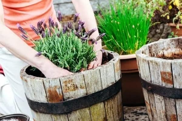 Gardenera Premium Moisture Control Potting Mix - Get The Perfect Balance of Moisture and Nutrients for Your Plants! - 1 Quart