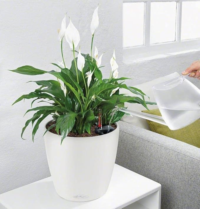 Lechuza Self Watering Plant Pot Classico 21 LS Garden Flower Indoor Outdoor Small Table Plastic Planter with Drainage Hole D21 H20 cm White High-Gloss