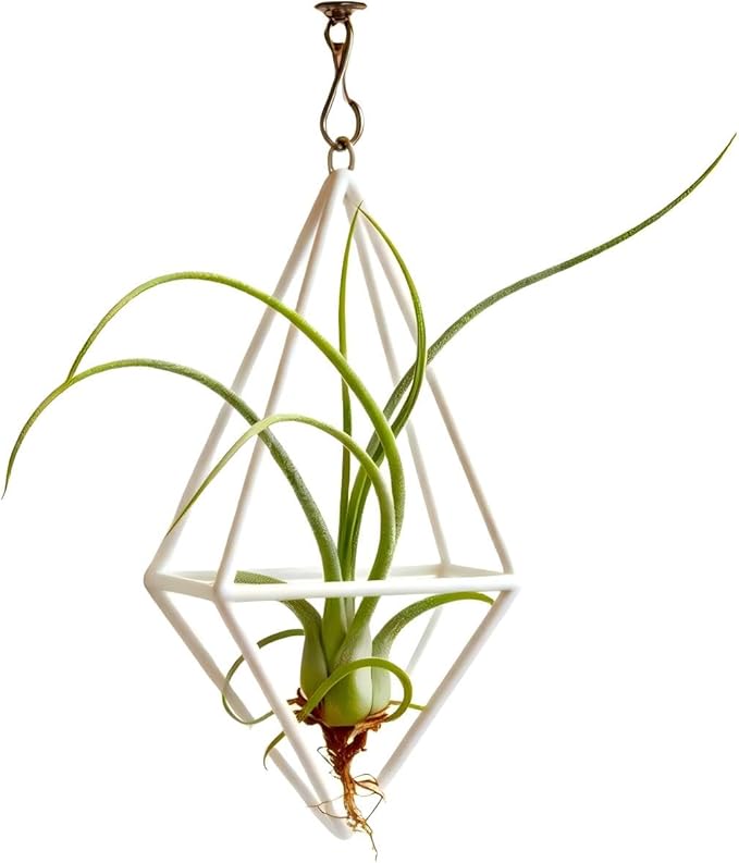 Live Tillandsia Air Plant Cqput-Medusae Easy Care Air Plants Live, Houseplants for Indoor & Outdoor Home Garden Décor, Wall & Terrarium Display