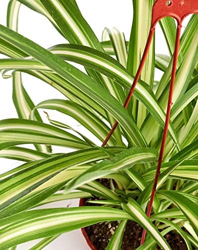 Shop Succulents Vining Collection Hand Selected, Air Purifying Easy Care Live Indoor/Outdoor Spider House Plant in 6" Grow Pot, Single, 6-Inch