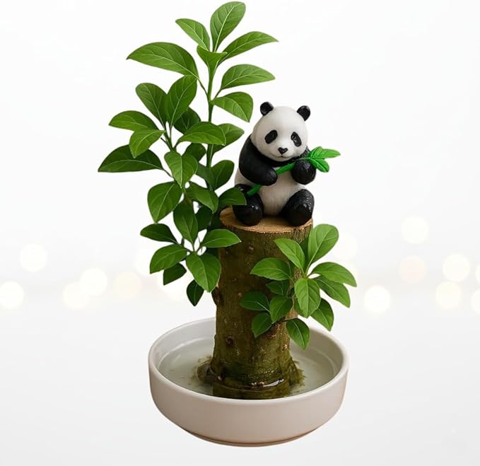 Lucky Money Desktop Tree with Water Tray and Panda Figurine - Living Valentine's Gift Lucky Willow Wood - Desk, Counter Top or Window - Brings Luck and Joy to Your Office or Home