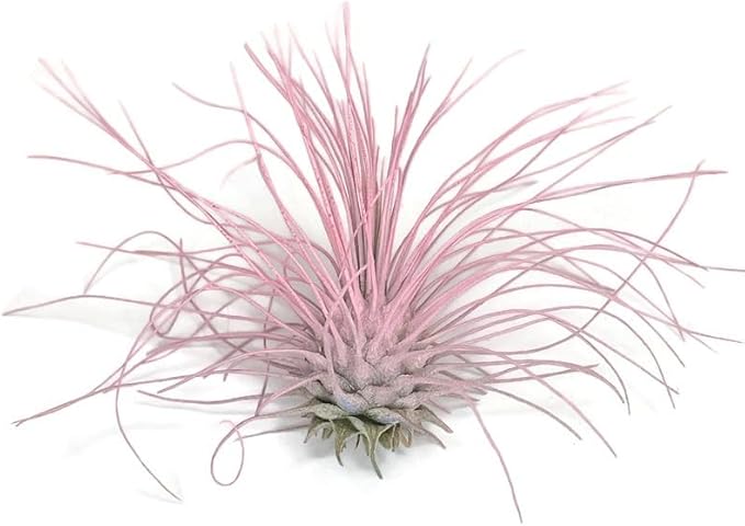 Thin Colored Air Plant, Live Tillandsia House Plant, Easy Care Indoor Outdoor, Great Gift, Healthy Arrival Guaranteed, (Light Pink)