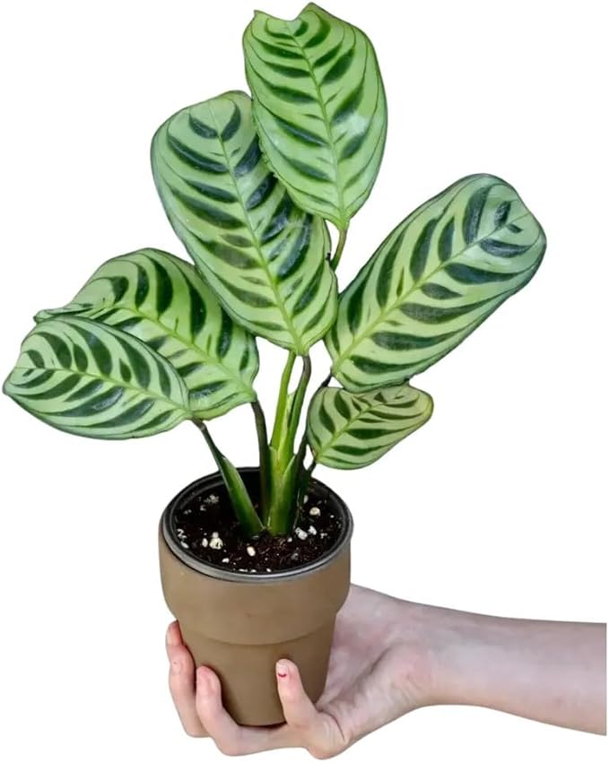 PLANTVERS Live Calathea Plant – Low-Maintenance Indoor Houseplant | Low-Light & Easy-Care Pet-Friendly Plant | Air-Purifying Tropical Houseplant (Calathea Burle Marx, 4" Nursery Pot)
