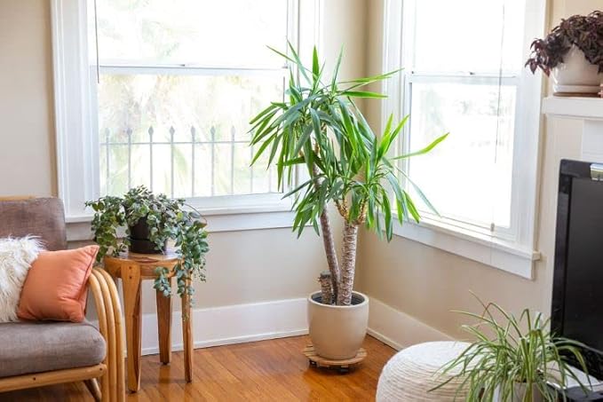 GARDENERA Palm Tree Potting Mix - The Ultimate Soil for Strong and Healthy Palms - Top Choice for Palm Tree Growers ? [20 Quart Bag]