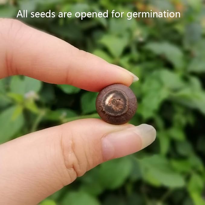 Lotus Flower Seeds for Home Planting Ornamental, Mixed Pink & Red Flower, Can Purify Water and Air, Aquatic Plant for Courtyard, Hotel, Goldfish Pond, Water Lily Seeds