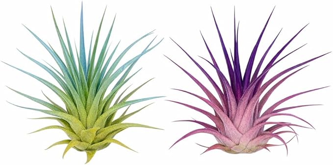 Live Colored Air Plants 2 Pack - Vibrant Color Enhanced Tillandsia, Easy Care Indoor Outdoor Houseplant, Home Decor, Terrariums & Gifts