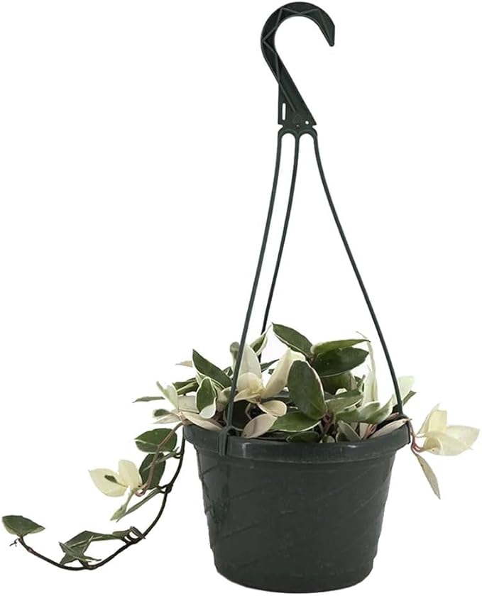 American Plant Exchange Hoya Krimson Queen, 8-Inch Hanging Basket, Flowering Indoor Houseplant, Live Wax Plant, Cascading Pink and White Foliage