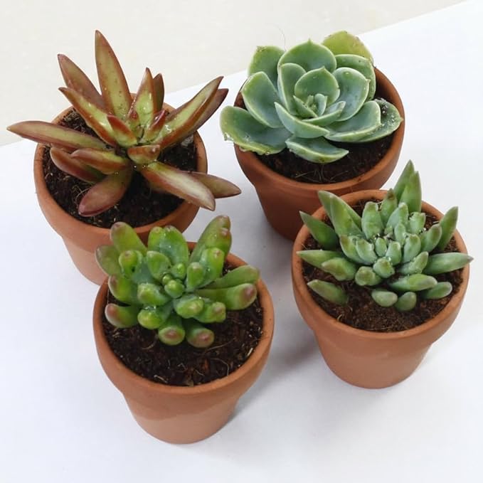 Succulents Plants Live Mini Succulent Pots in 2" Pots Indoor Desk Home Decor Gift Set Indoor Plants Live Houseplants for Room Decor (4 Succulent Plants)