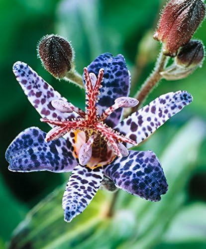 Blue Wonder Toad Lily (Hardy Japanese Lily) 1/pkg