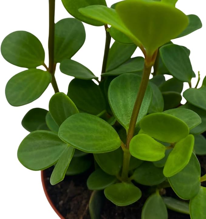 BubbleBlooms Peperomia Hope in a 4 inch Pot rotundifolia