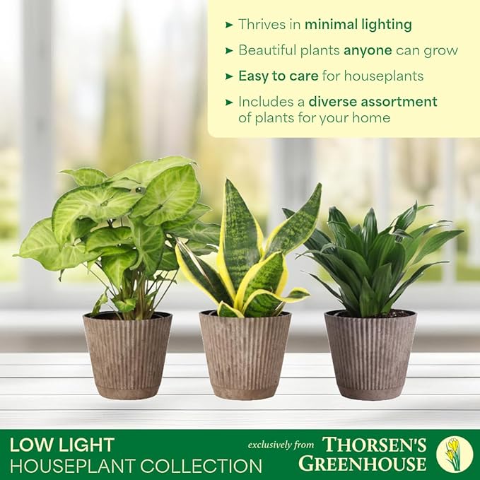 Thorsen's Greenhouse Live Low Light Houseplants (3 Pack), Easy to Grow Indoor Plants, Grower's Choice Bundle, 4-inch Diameter Established Plants, Decorative Coffee Ruffled Pot (3-Pack)