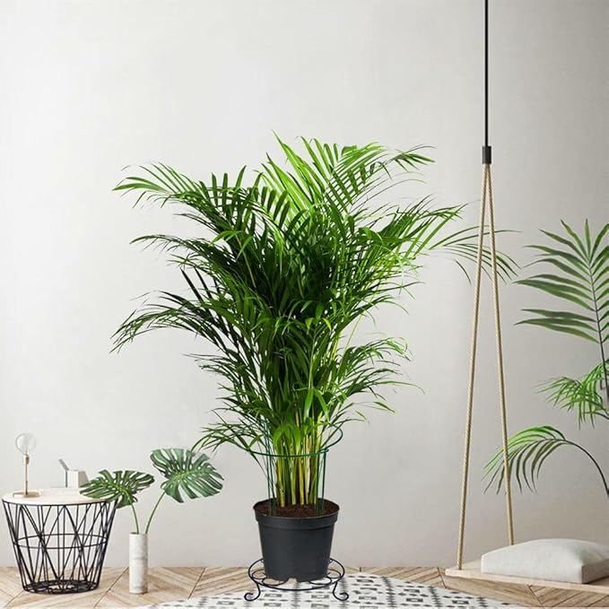 12 Pack 24 Inch High Plant Stake,Garden Plant Support,Half-Round Peony Cage Plant Ring Hoop