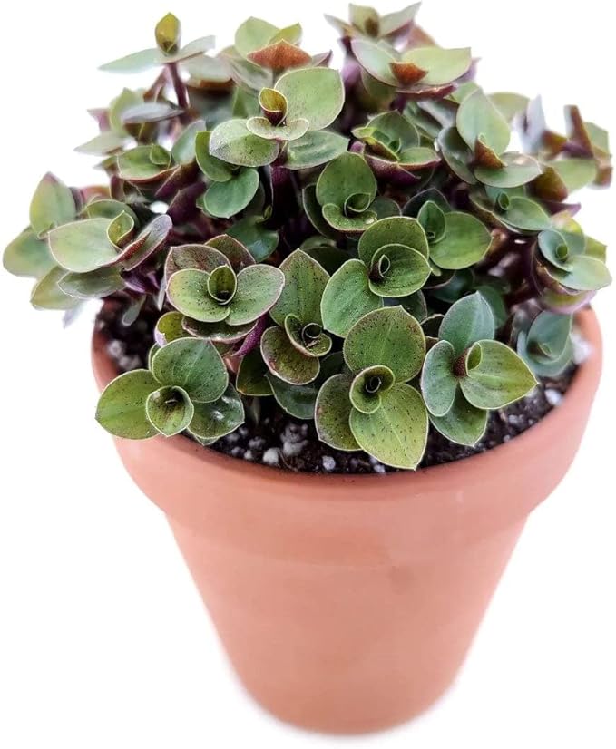 Callisia Repens Sedum (Turtle Vine) (2" Grower Pot) - Easy and Low Light Houseplant - Best Indoor Plant for Home and Office Decoration