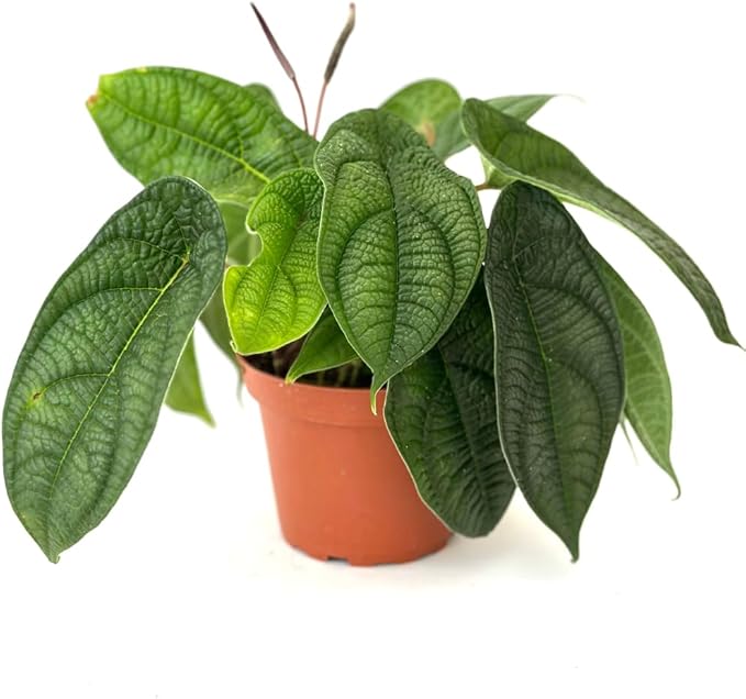 Live Plant Peperomia Piper Parmatum 4" - Easy to Care and Grow Air Purifying Indoor House Plants - Rare Peperomia - Flowers for Home Office Room Decor & Giftable (Heat Pack Included)