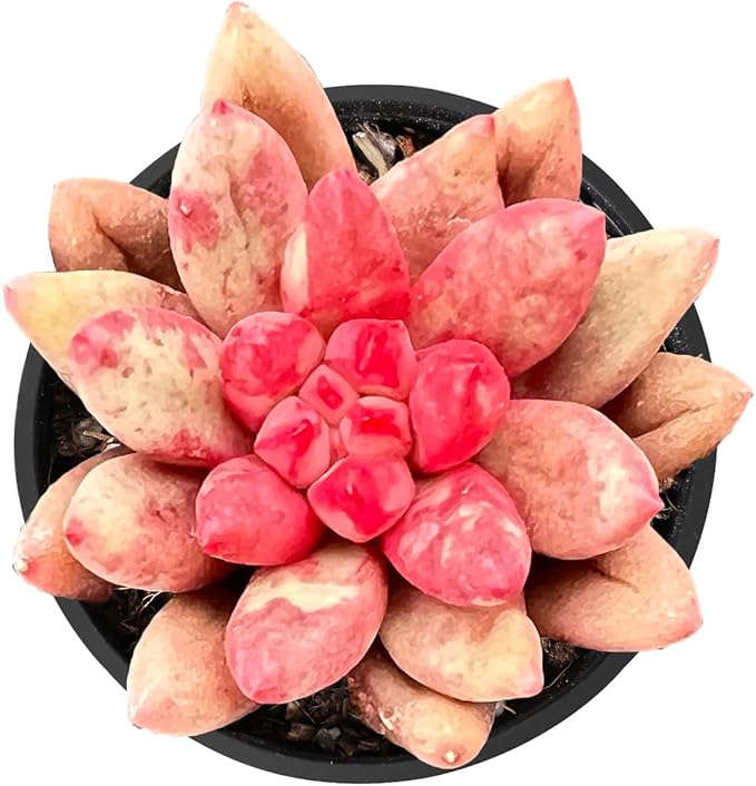 2" Live Succulent Plants Echeveria 'Goldfish', Mini Potted Succulents, Easy Care Indoor Houseplant, Unique Gifts, Home Office Décor