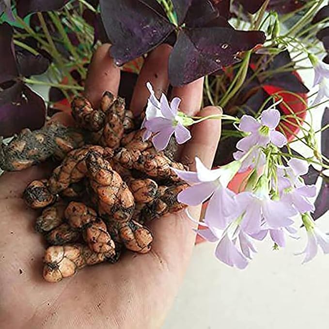 Oxalis Triangularis 10 Bulbs - Purple Shamrocks Lucky Lovely Flowers Bulbs Grows Indoor or Outdoor