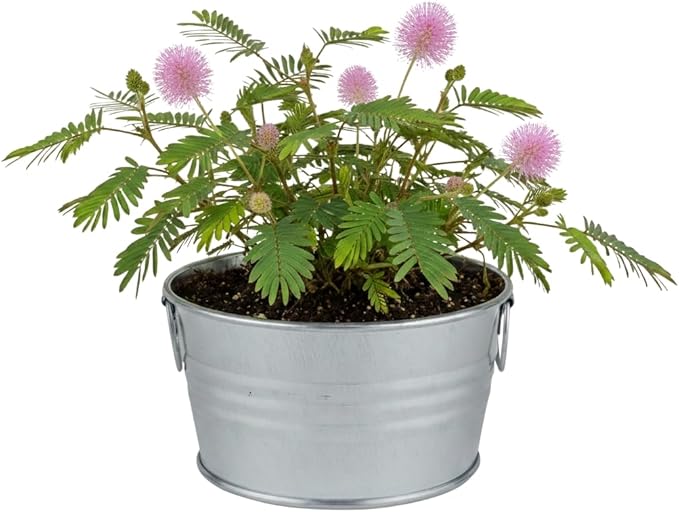 BUZZY Seeds Sensitive Plant Grow Kit – Mini Basin Touch Reactive Plant Starter Set with Moving Leaves, Indoor Gardening Gift and DIY Home Project