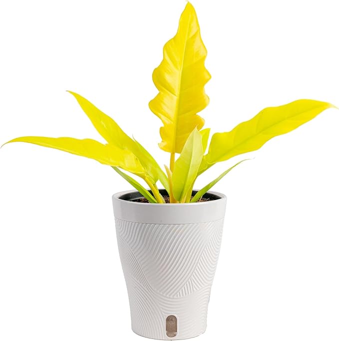Costa Farms Philodendron Golden Crocodile Live Plant in Self Watering Pot, Air Purifying Indoor Houseplant, Home, Room, or Office Decor, House Warming or Birthday Gift, 12-18 Inches Tall