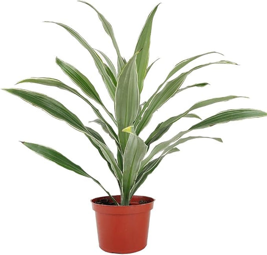Dracaena 'Warneckii White Jewel' (4 inch) - Air-Purifying Houseplants - 4/6 inch Unique Live Decorative Houseplants - Low-Maintenance Indoor Plants, House Warming Gift, Natural Air Purifier