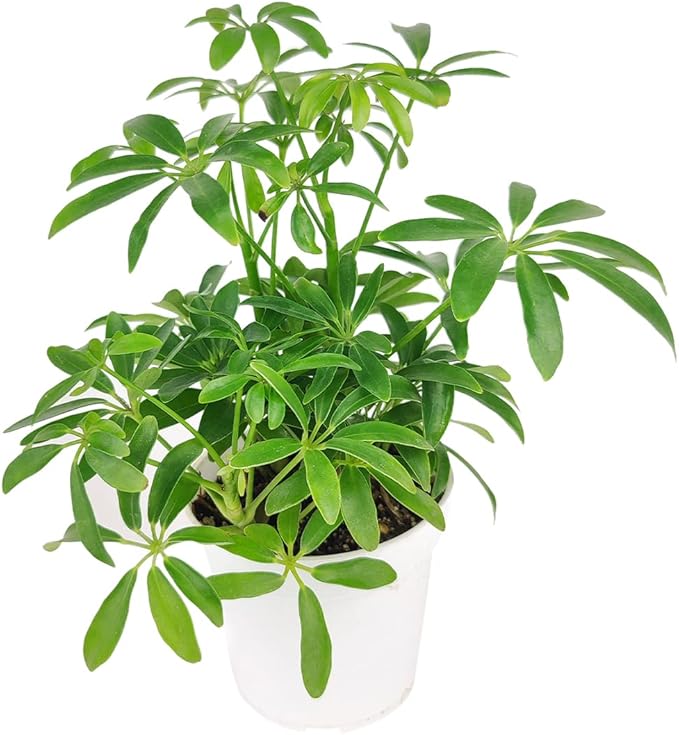 Schefflera Arboricola - Dwarf Umbrella Tree (4" Grower Pot) - Tropical Houseplant - Low Light and Healthy Houseplant - Easy to Care Indoor Houseplant