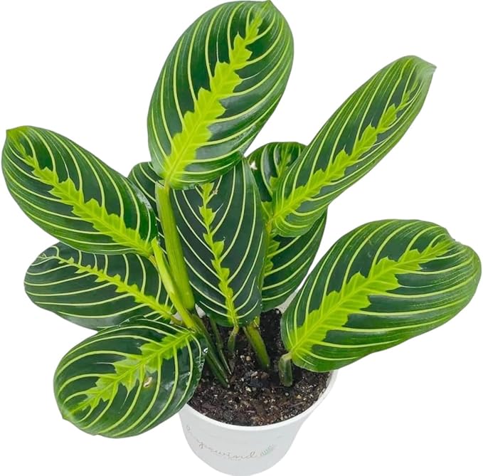 Live Plant, Lemon Lime Maranta Prayer Plant, Pet Friendly, Air Purifying Plant, Easy Care, Easy to Grow Live Indoor Plant, Houseplant, Rare Indoor Plant, Home Décor 4 inch White Pot