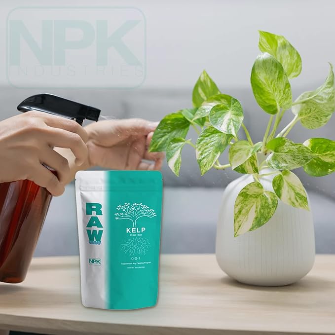 RAW Kelp – Premium Ocean-Derived Kelp Extract