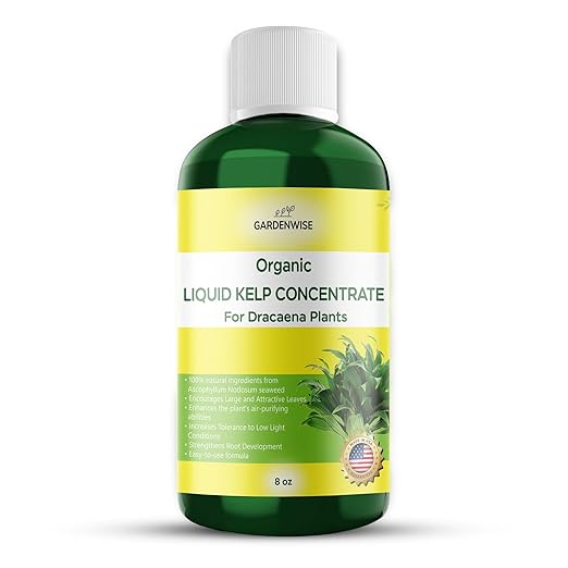 GARDENWISE Dracaena Fertilizer: Liquid Kelp Concentrate - Organic Seaweed Fertilizer for Robust Growth (8 OZ)
