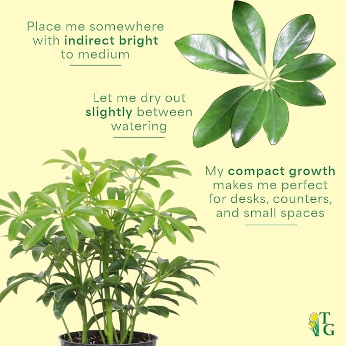 Thorsen's Greenhouse Live Arboricola Umbrella Tree Plant, Schefflera Arboricola, Natural Air Purifier, Easy to Grow, Live Indoor Houseplant, 4-inch Diameter (Natural)