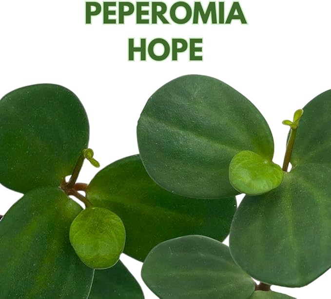 BubbleBlooms Peperomia Hope in a 4 inch Pot rotundifolia