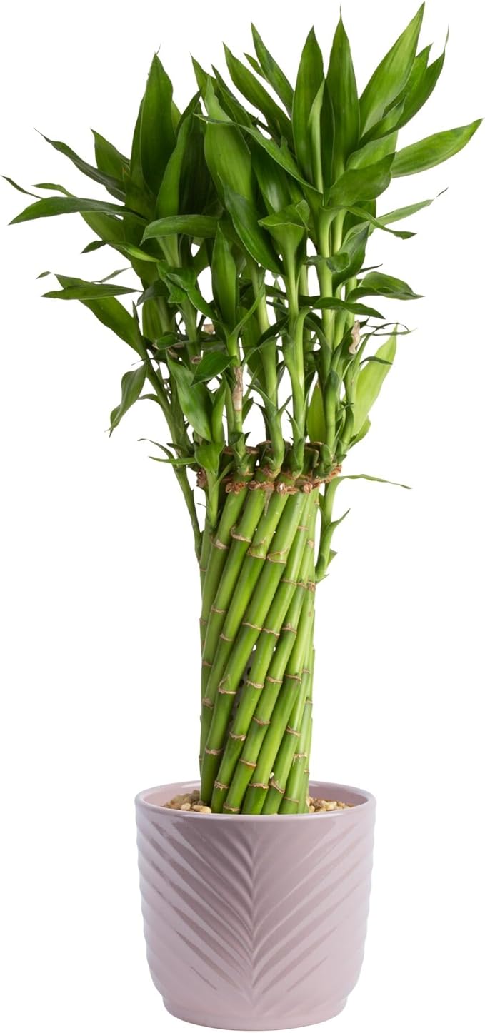 Costa Farms Lucky Bamboo Live Plant in Decorative Pot, Easy to Maintain Indoor Houseplant, Perfect for Home, Room, or Office Decor, Great House Warming or Birthday Gift, 12-15 Inches Tall