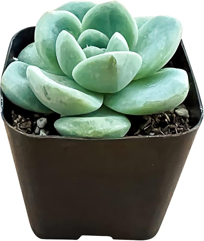 Sprout N Green Echeveria 'Ice Green', Mini Live Succulent Fully Rooted in 2 inch Starter Pot with Soil Mix, House Plant for Indoor Outdoor Home Office Wedding Decoration Party Favor