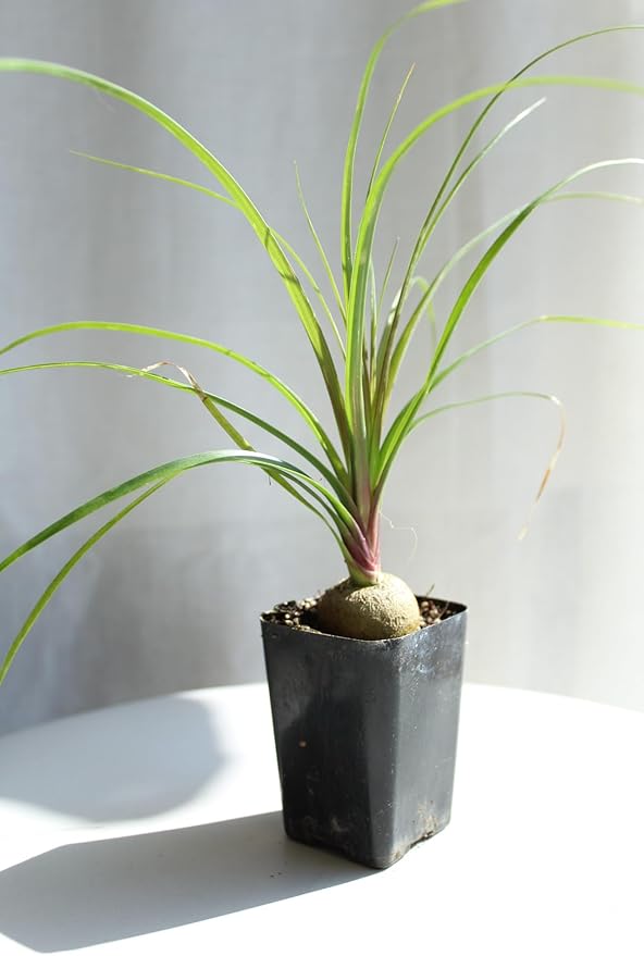 Ponytail Palm (Beaucarnea Recurvata) Live Indoor House Plant in 2-Inch Pot – Low Maintenance, Air-Purifying Plant (1)