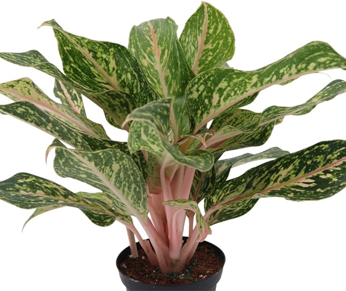 American Plant Exchange Aglaonema Sparkling Sarah – 6-Inch Pot – Live Air Purifying Chinese Evergreen Plant, Variegated Easy Care Foliage for Stylish Home or Office Decor