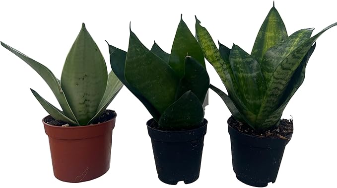 Birdsnest Snake Plant Collection - Sanseveria - 3 Plants Growing in 2" pots