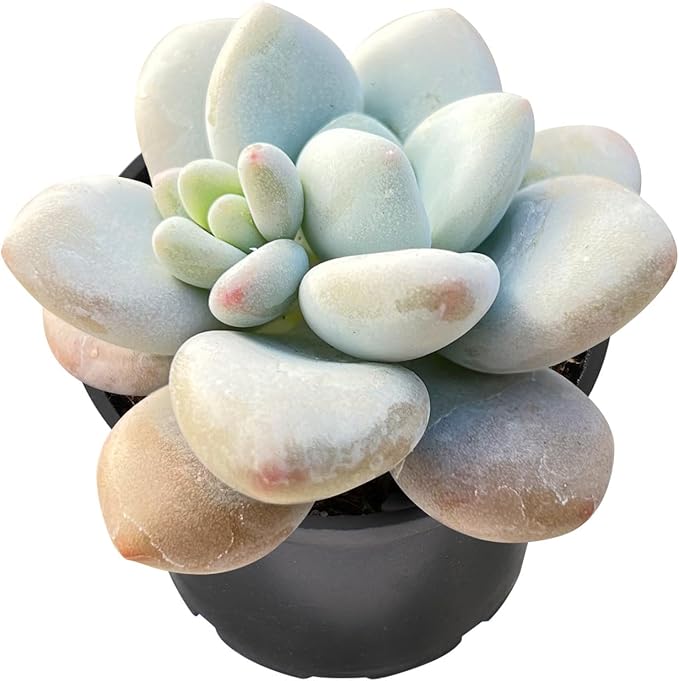 Sprout N Green Graptosedum Miul in 2 inch Starter Pot, Rare Live Succulent Plant Fully Rooted with Soil, Home Office Indoor Outdoor Wedding Decoration DIY Projects Party Favor