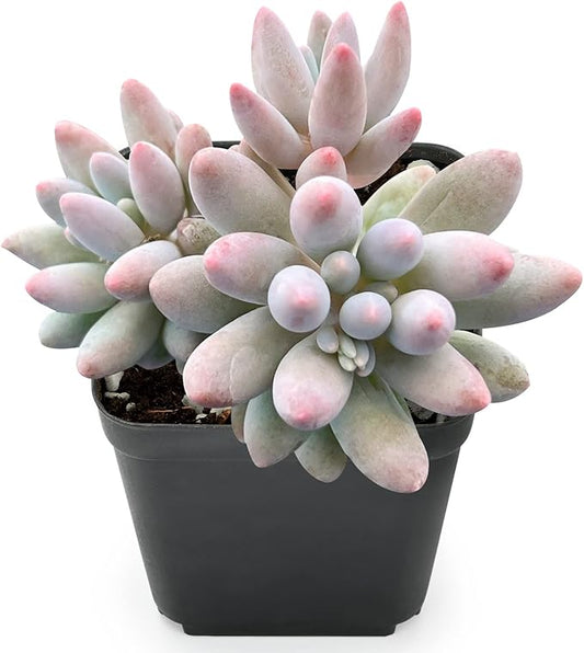 Sprout N Green Pachyphytum 'Machucae' Baby Finger, Live Succulent Plant Fully Rooted in 2" Pot, House Plant for Indoor Outdoor Home Office Wedding Decoration Party Favor, Keep Away from Pets