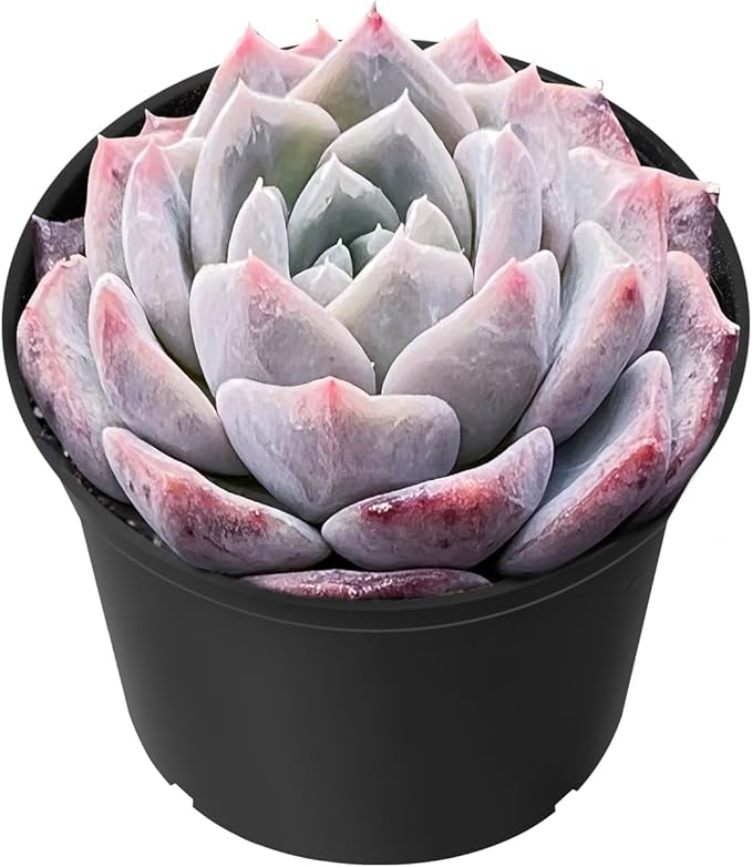 Sprout N Green Echeveria Snow Fairy in 2 inch Starter Pot, Rare Live Succulent Plant Fully Rooted in Planter with Soil, Home Office Indoor Outdoor Wedding Decoration DIY Projects Party Favor
