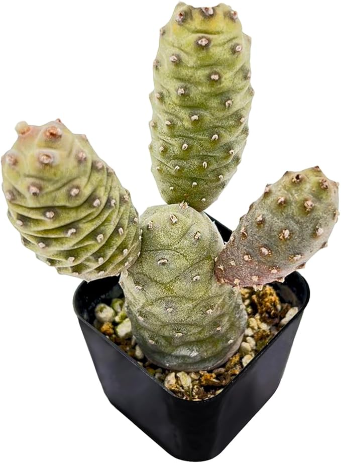 Sprout N Green Pine Cone Cactus, Live Cactus Plant Fully Rooted in 2" Pots with Soil Mix, Houseplant for Indoor Outdoor Home Office Décor