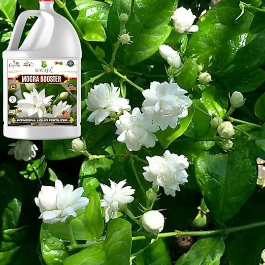 Sovata® Mogra Booster, Essential Organic Powerful Liquid Fertilizer for heavy flowering and fast growth of Mogra Plants. (500 ml)